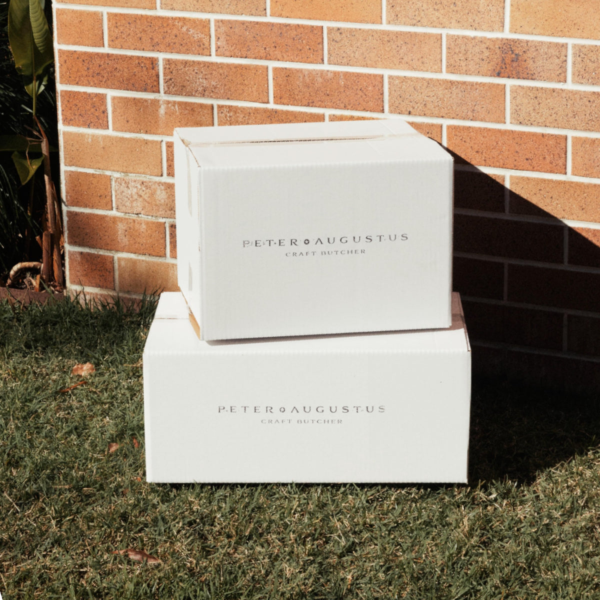 Box 5 - The Carnivores Choice Box
