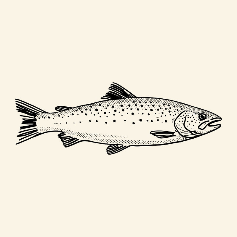 Salmon